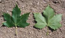 Platanus x hispanica - Top and lower side of leaf - Click to enlarge!